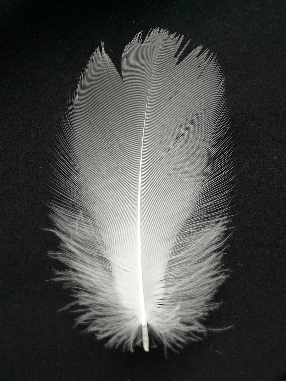Bird Wing Feathers, single object, studio shot, closeup, white color Free HD Wallpaper