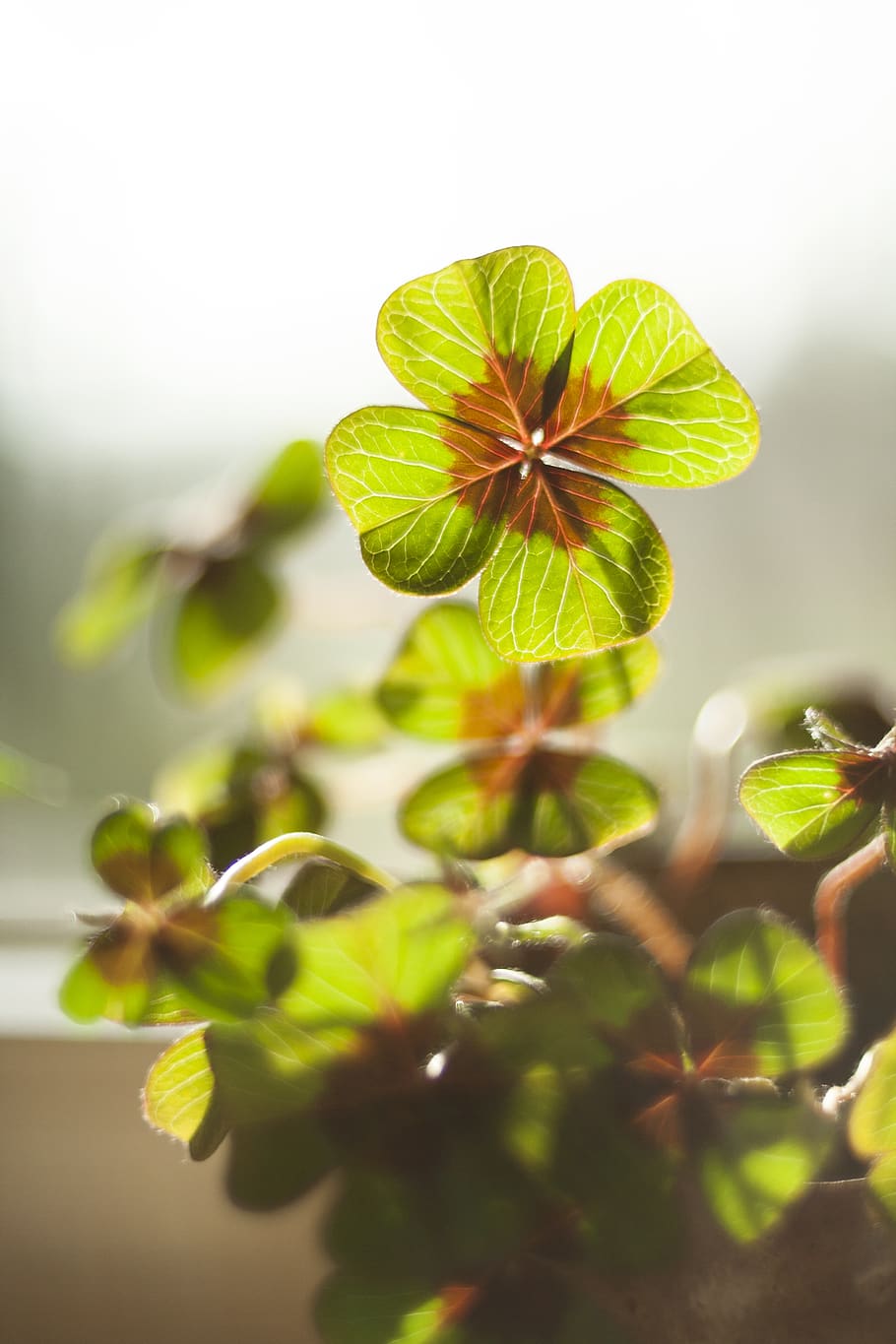 Blue Four Leaf Clover, growth, green, shamrocks, fragility Free HD Wallpaper