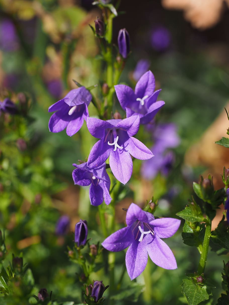 Blue Lotus, petals, outdoors, petal, small bellflower Free HD Wallpaper