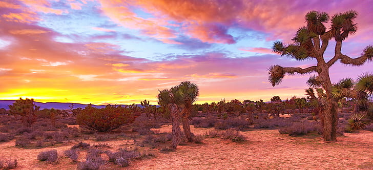 Cactus Desert Night, orange, red sky, outdoors, westworld