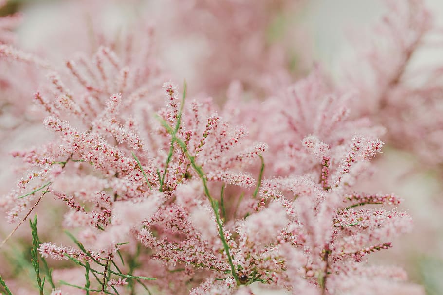 Cherry Blossom Food and Drinks, selective focus, blossom, softness, closeup Free HD Wallpaper