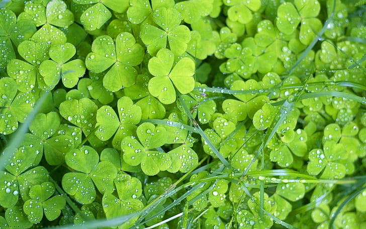 Chich GAI Nhat, shamrock, 3d, and, abstract Free HD Wallpaper