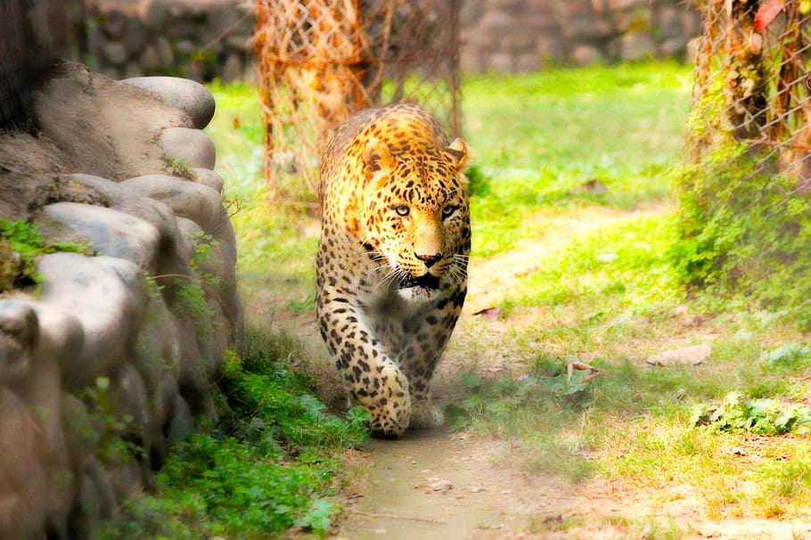 Chinese Snow Leopard, wilderness area, animals hunting, big, natural Free HD Wallpaper