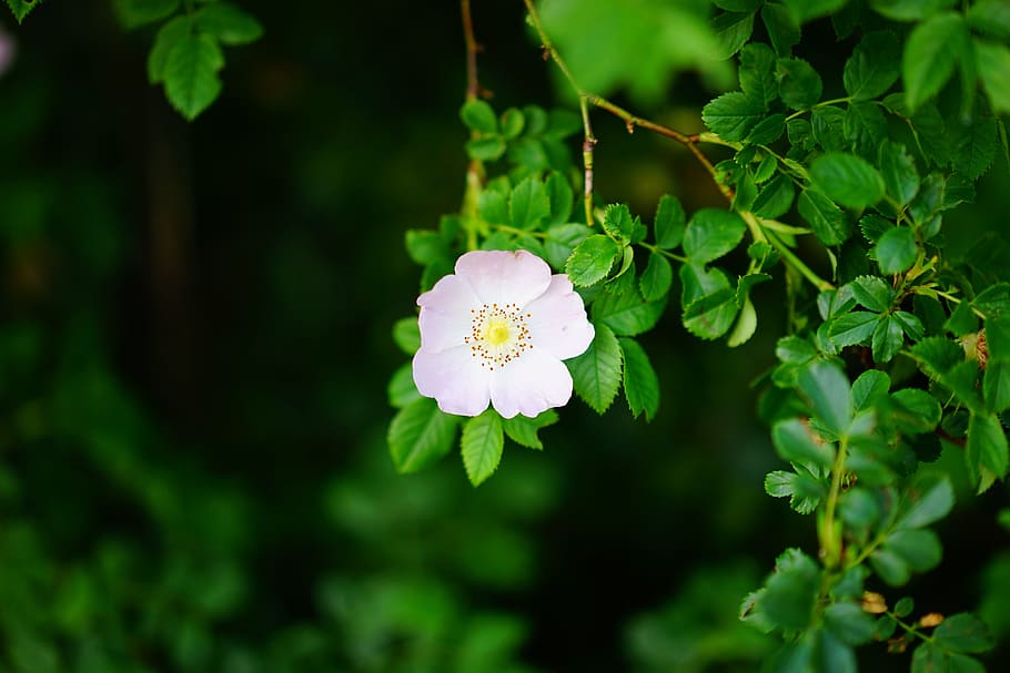 Climbing Roses That Bloom All Summer, pink, wild rose, rose greenhouse, closeup Free HD Wallpaper