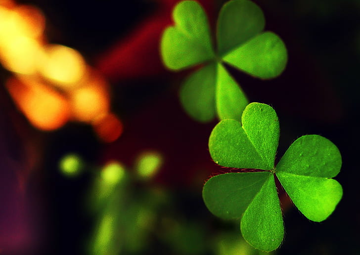 Clover Perfect, macro, shamrock, plants Free HD Wallpaper