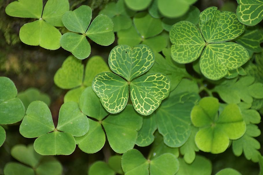 clover, plant part, no people, botany Free HD Wallpaper