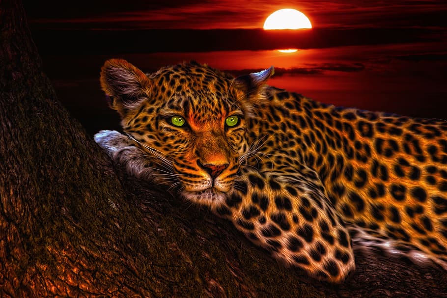 Cool Leopard, hunter, one animal, animal wildlife, animal themes Free HD Wallpaper