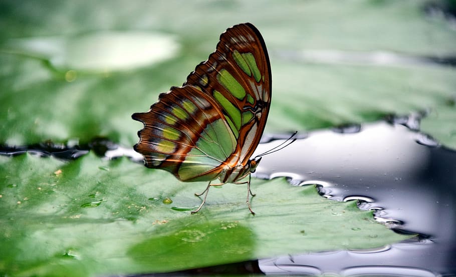 day, reflection, animal wing, invertebrate Free HD Wallpaper