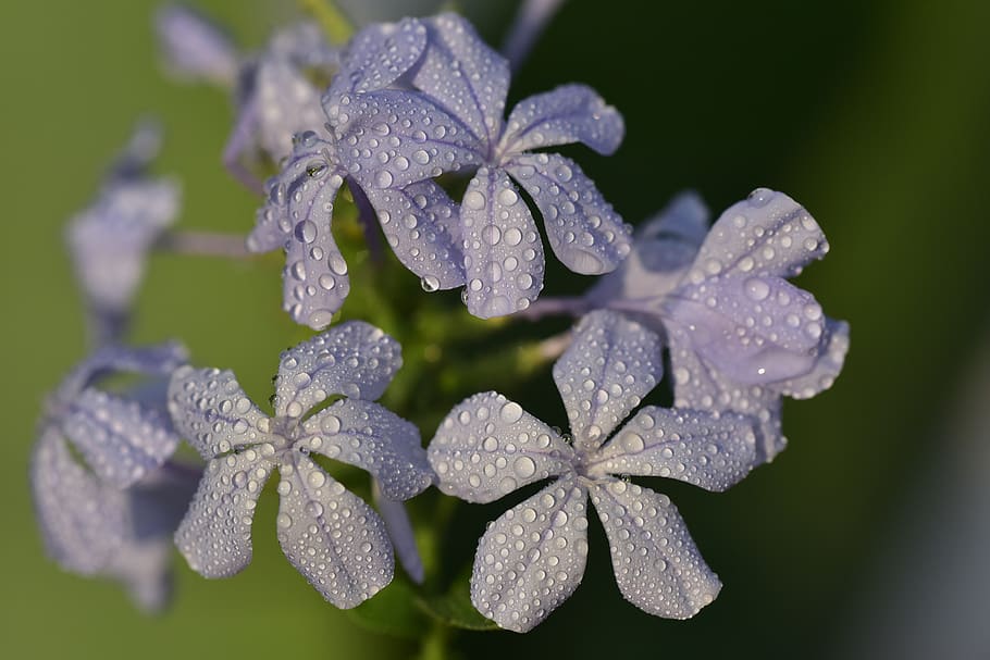 dewdrop, petals, winter, bloom Free HD Wallpaper