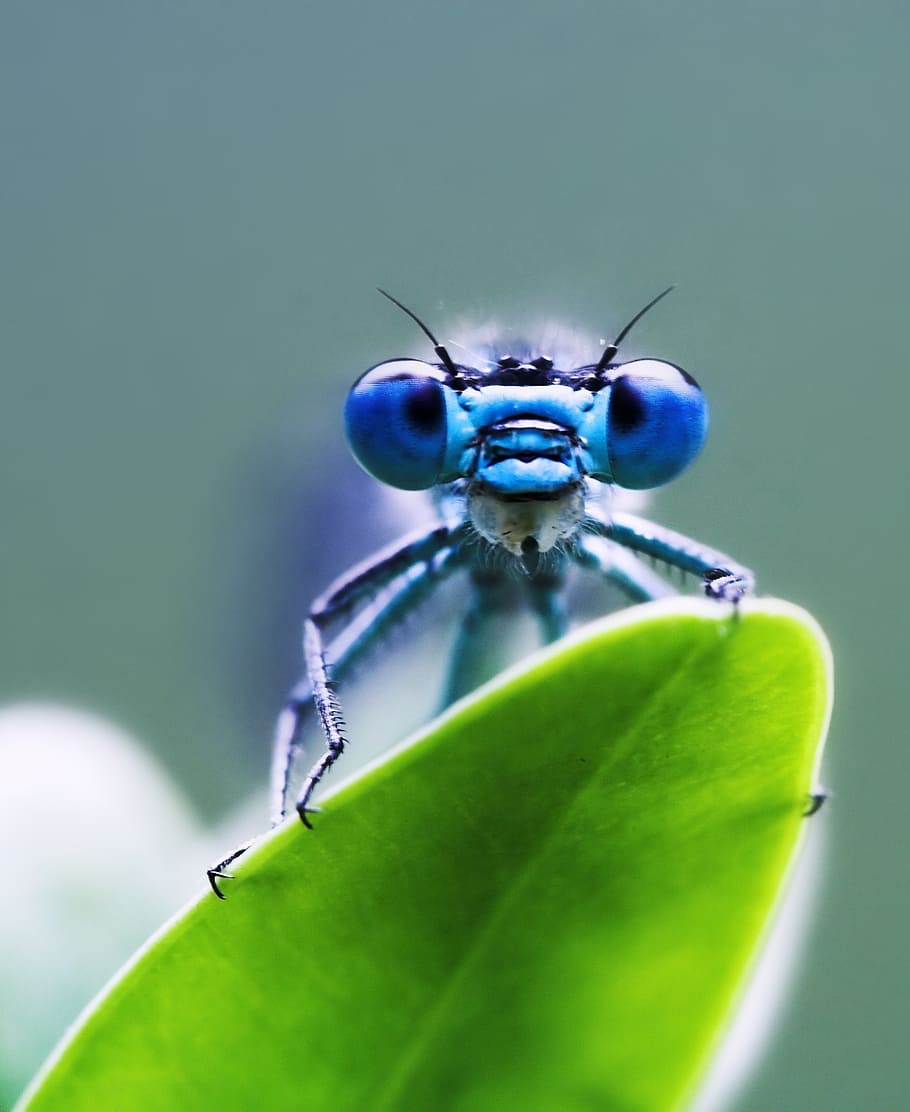 Dragonfly Art, no people, compound, plant part, animal wildlife