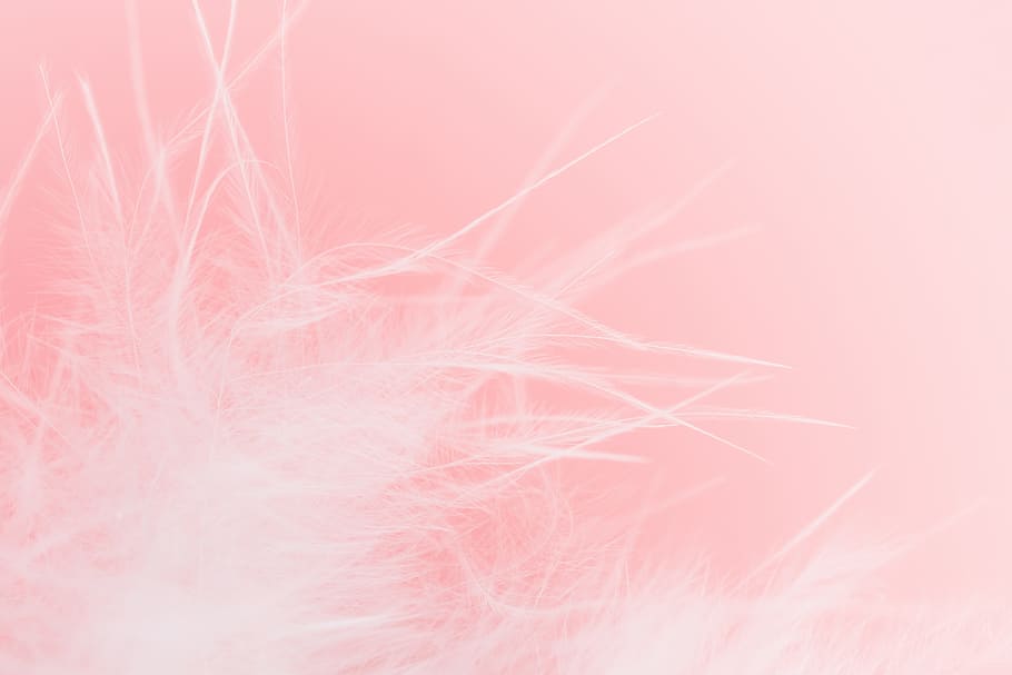 event, pink color, studio shot, feather fluff Free HD Wallpaper