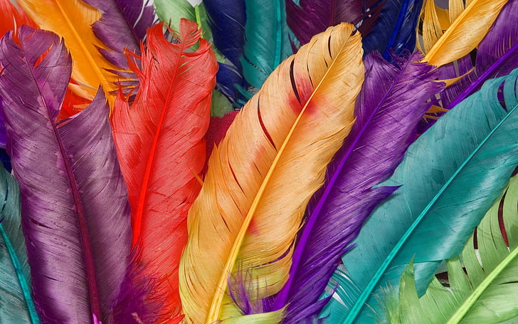 Feather Art Projects, no people, still life, retail, hanging Free HD Wallpaper