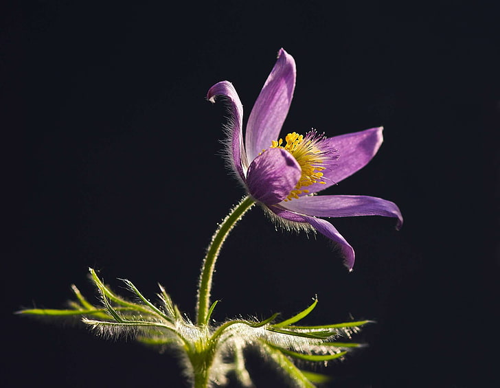 filigree, pollen, inflorescence, purple Free HD Wallpaper