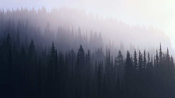 Fog Forest Landscapes, forest, 1920x1080, uhd, Forest Free HD Wallpaper