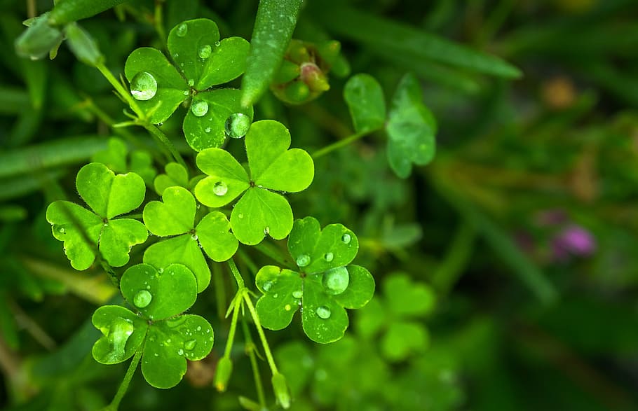 food and drink, clover, freshness, outdoors Free HD Wallpaper