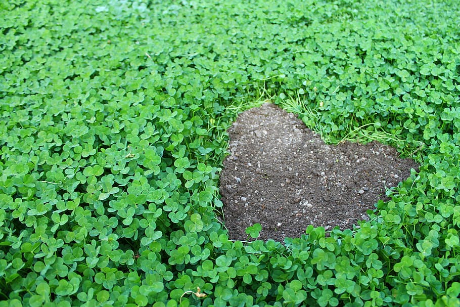 Four Leaf Clover Emoji, day, outdoors, tranquility, full frame Free HD Wallpaper