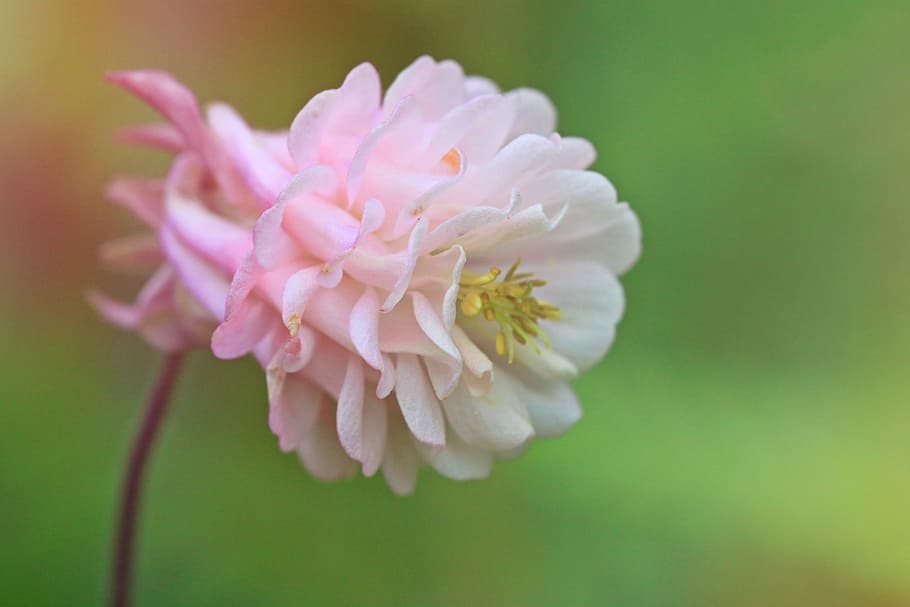 freshness, closeup, macro, light pink Free HD Wallpaper