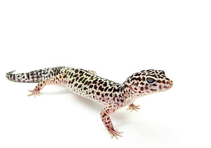 genus, herpetology, pure, highkey Free HD Wallpaper