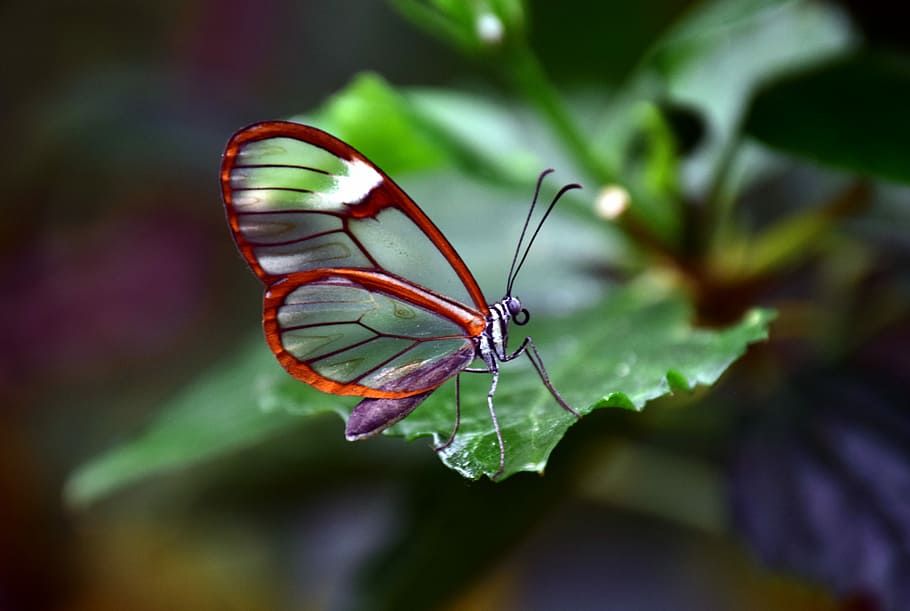 Glasswing Butterfly Hoax, butterfly  insect, closeup, one animal, tropical Free HD Wallpaper