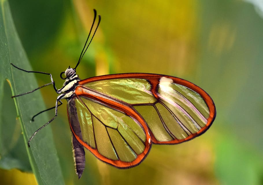 Glasswinged Butterfly, glass falter, animal themes, outdoors, beauty in nature Free HD Wallpaper