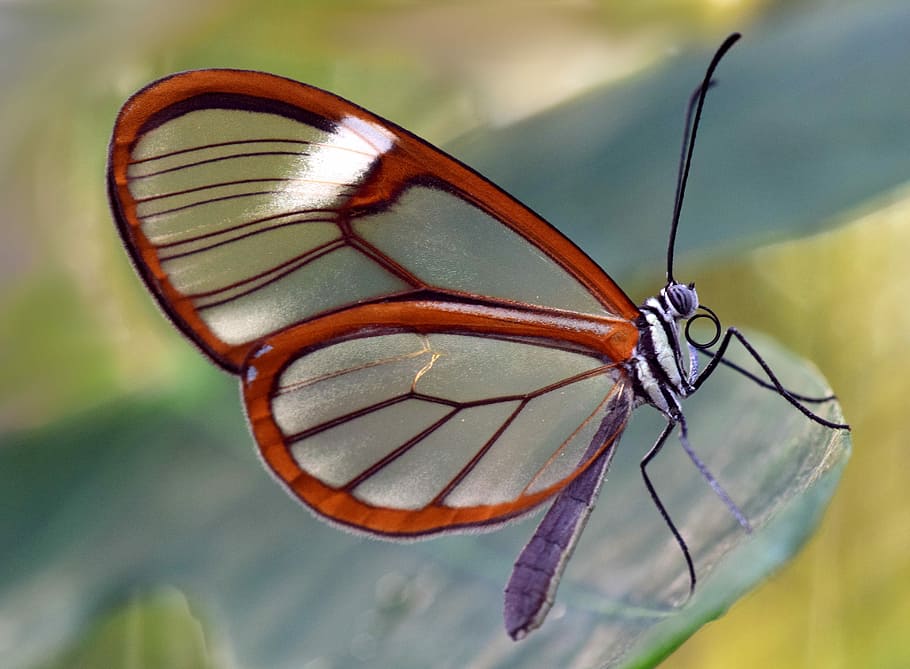 Glasswinged Butterfly, plant part, closeup, one animal, glass falter Free HD Wallpaper