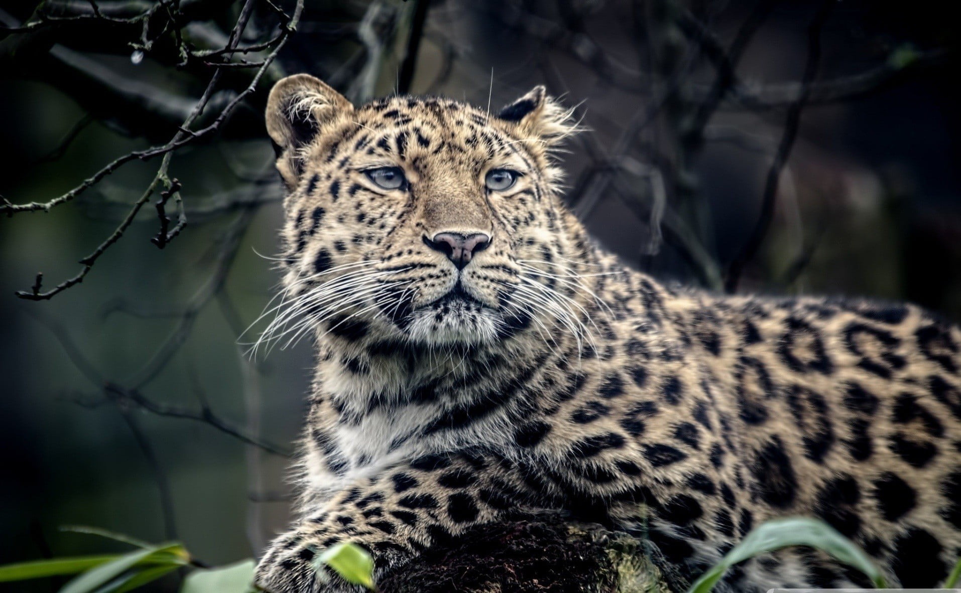 Golden Jaguar Animal, whisker, undomesticated cat, animal head, cat