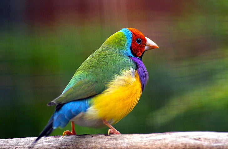 Gouldian Finch Nest, public domain, dedication, animal, australian birds Free HD Wallpaper