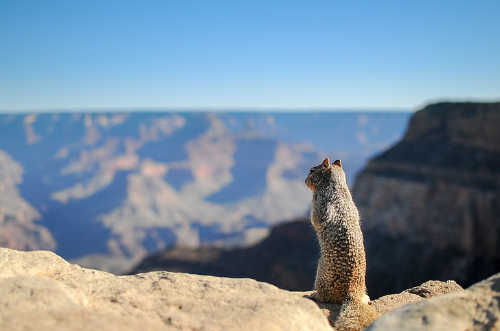 Grand Canyon Rock Squirrel, squirrel, one animal, land, nature Free HD Wallpaper