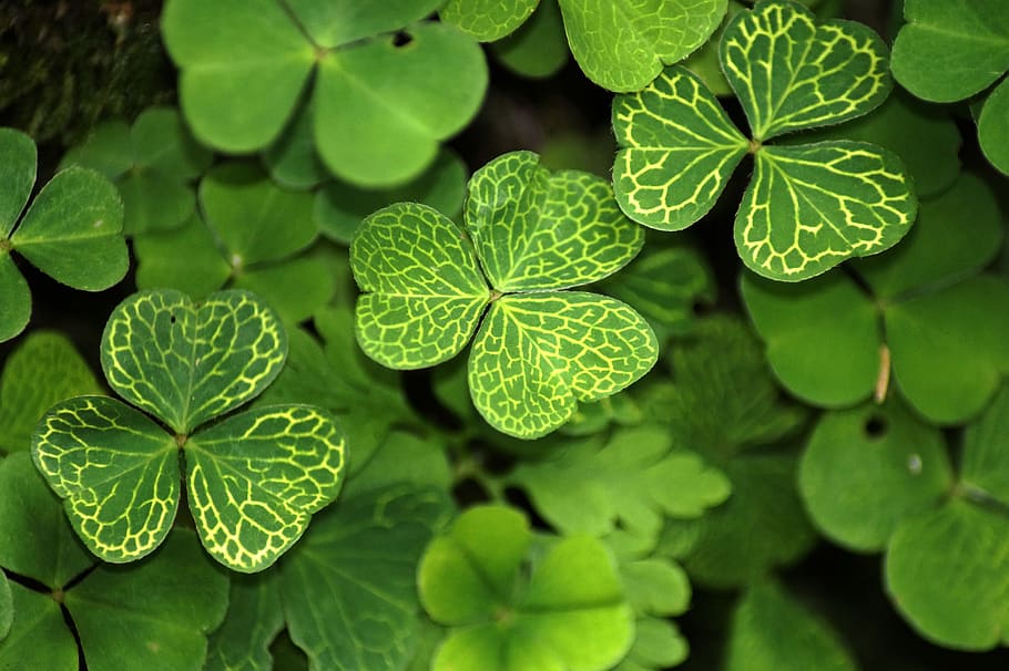 Green Four Leaf Clover, food, plant part, botany, leaves Free HD Wallpaper