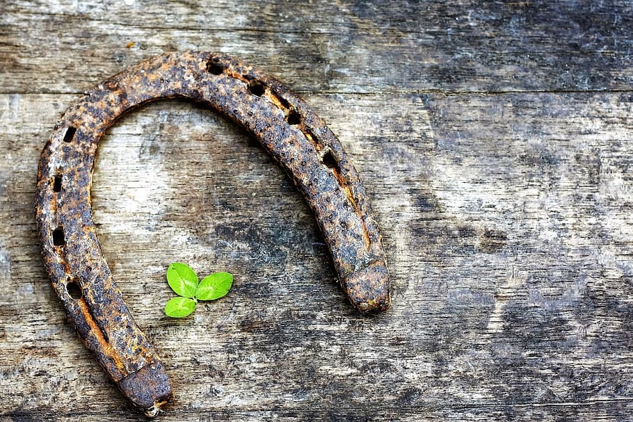 Green Shamrock, clover, closeup, holiday, nature Free HD Wallpaper