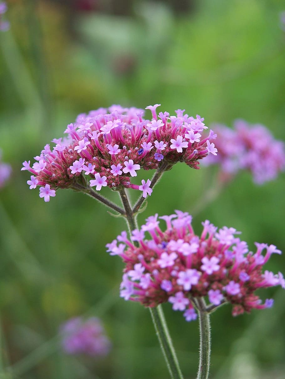 growth, day, flower head, meadow