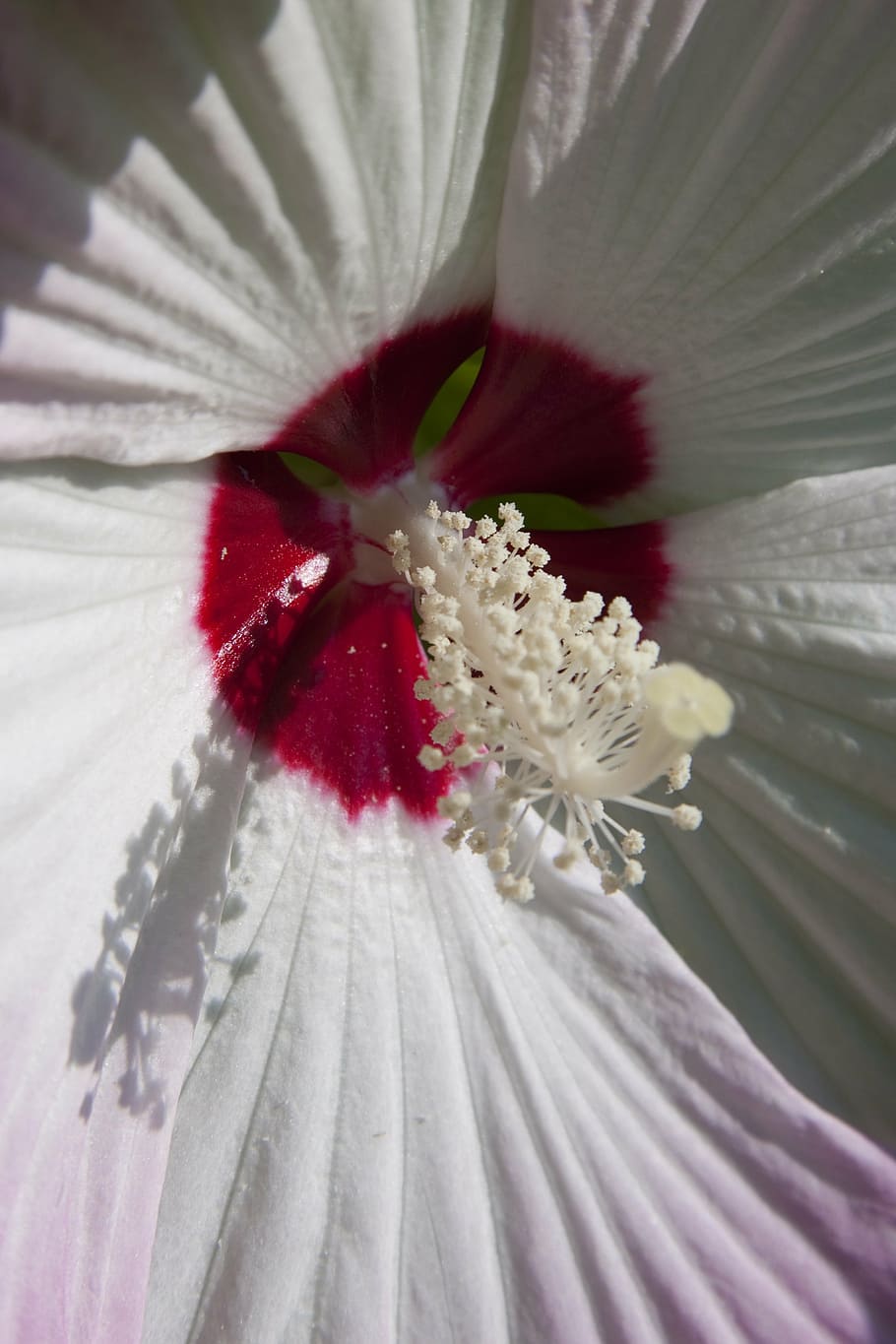 Hibiscus Luna Mix, flower arrangement, white color, nature, inflorescence