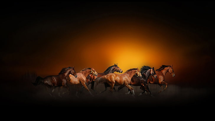 Horse Love, galloping, herd, group of animals, animals in the wild Free HD Wallpaper