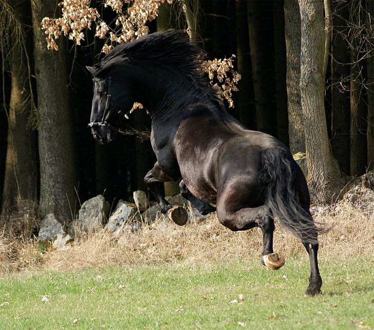 horses, art, animals, west