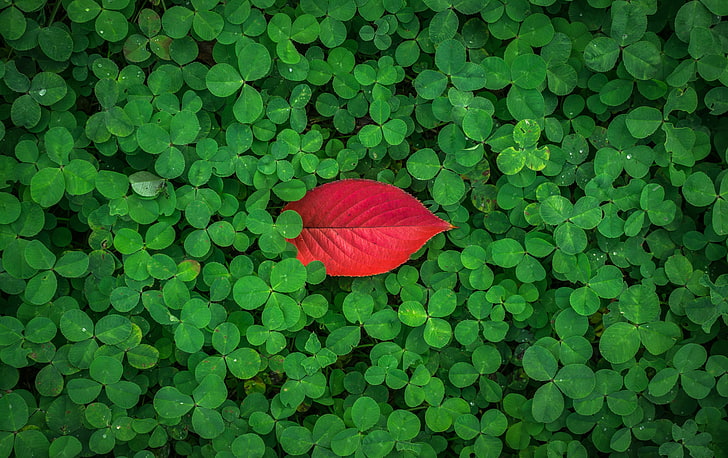 House Plant with Red and Green Leaves, shamrock leaves, different Free HD Wallpaper