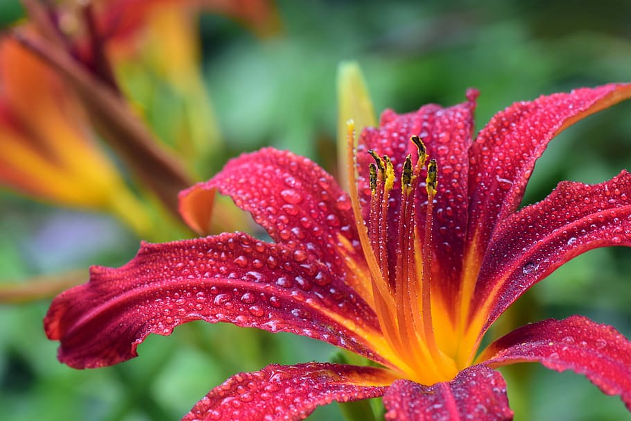 inflorescence, beauty in nature, raindrop, nature