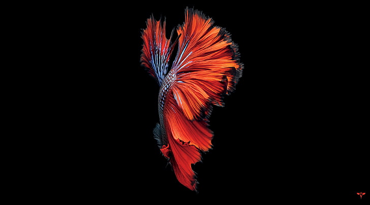 iPhone 7, iphone, orange color, nature, motion