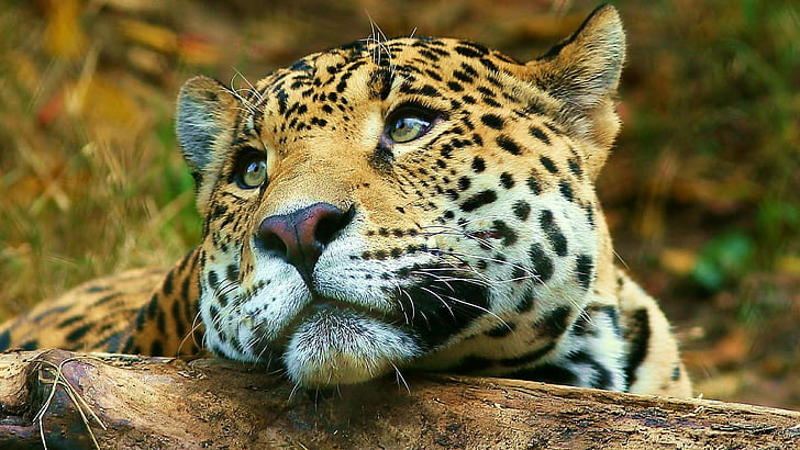 Jaguar Jaguar, amazing, leopard, animal, Animal Free HD Wallpaper