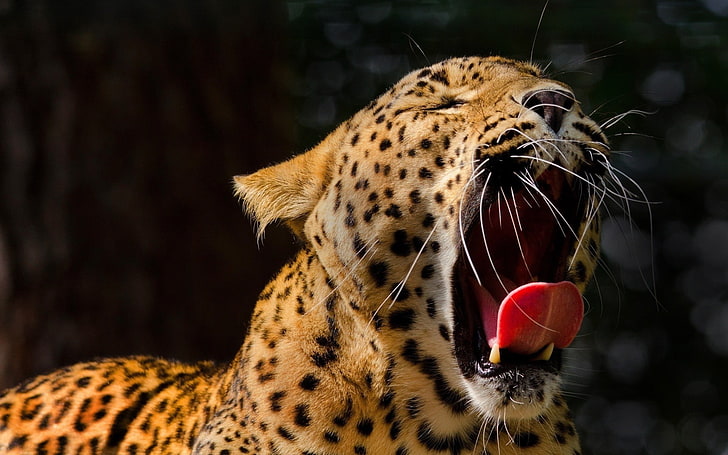 Jaguar with Mouth Open, aggression, whisker, animal tongue, mouth open Free HD Wallpaper