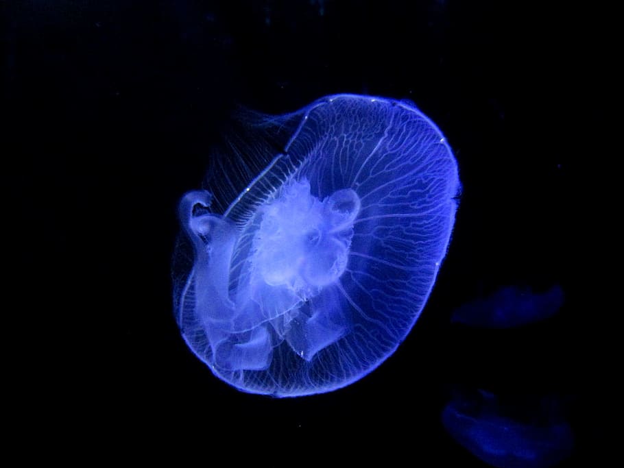 Jellyfish . Free, undersea, closeup, invertebrate, water Free HD Wallpaper