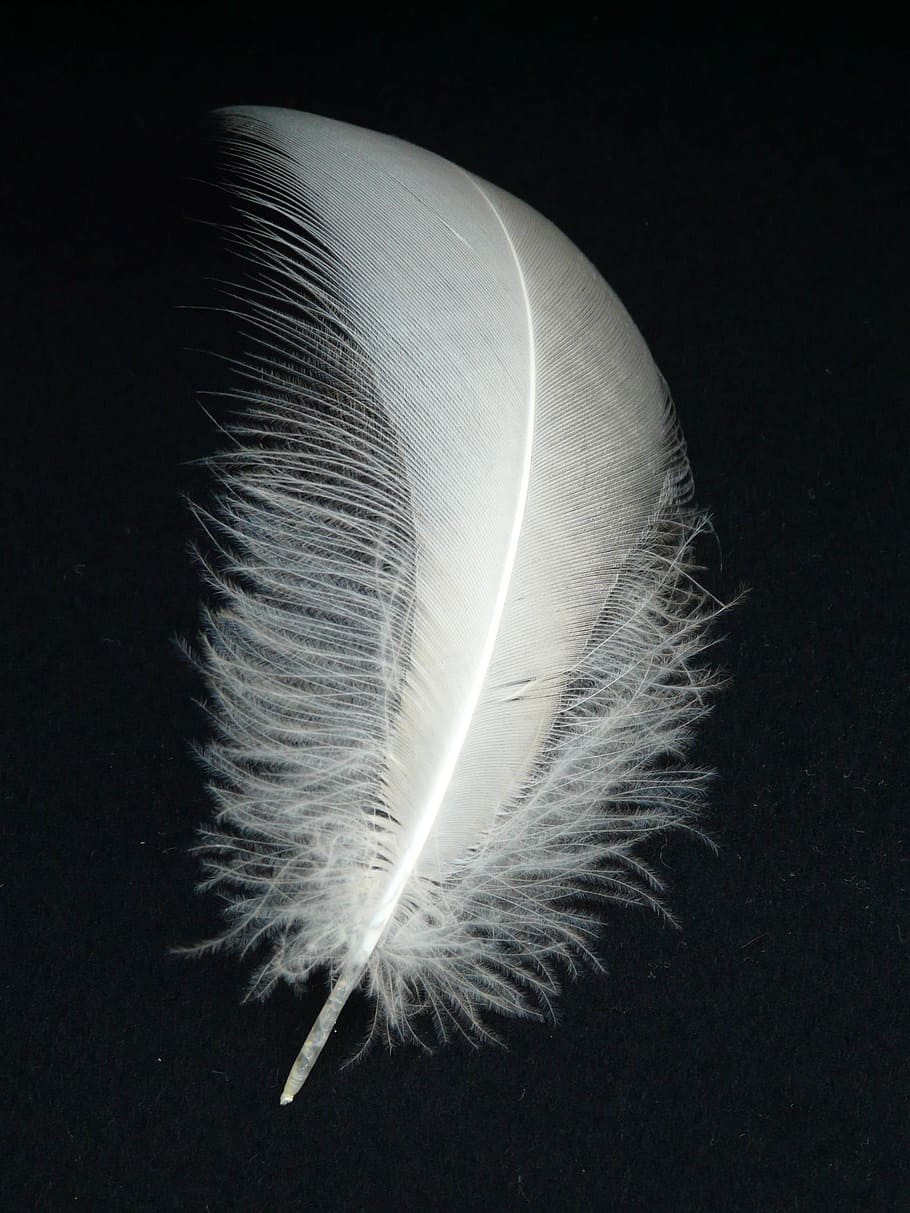 Large White Feathers, illuminated, nature, down, fragility Free HD Wallpaper