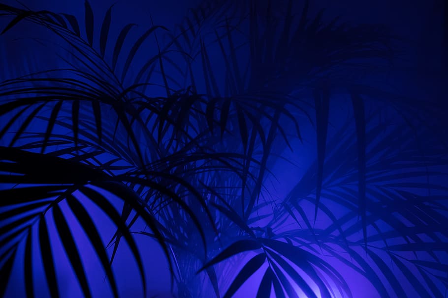 LED Palm Tree, palm leaf, growth, disco, neon lights Free HD Wallpaper