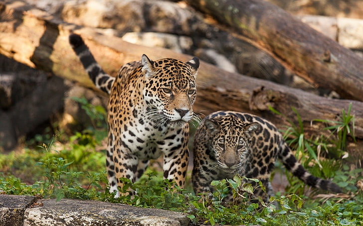 Leopard Animal Print, feline, animals in the wild, big cat, animal family Free HD Wallpaper