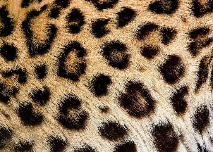 Leopard Facts, spotted, full frame, camouflage, big cat Free HD Wallpaper