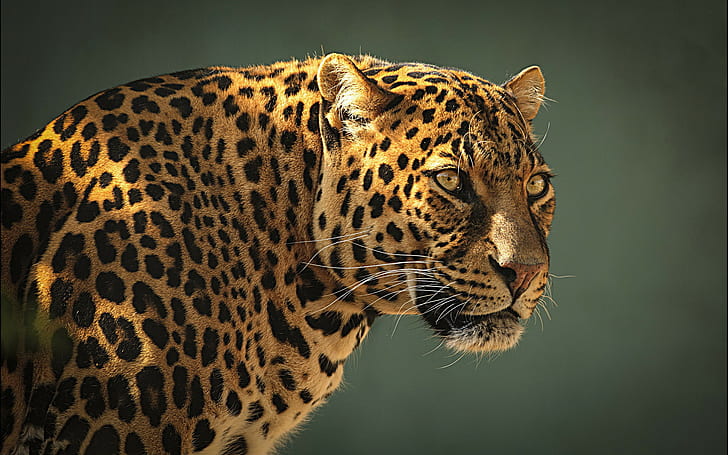 Leopard HD, leopard, Leopard, leopard prints, animal Free HD Wallpaper