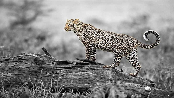 Leopard Kills Baboon, spotted, animal wildlife, nature, cat Free HD Wallpaper