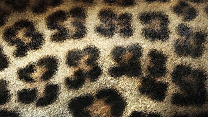 Leopard Print Vinyl, domestic animals, textured, closeup, pattern