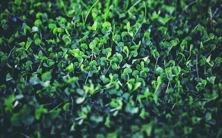 little, trefoil, saint patricks day, trifolium Free HD Wallpaper