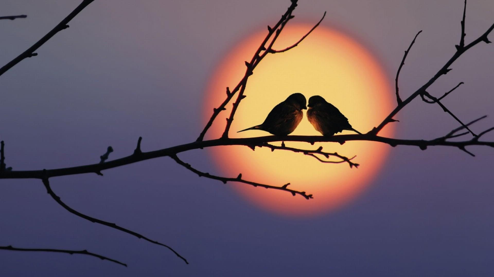 Love Bird Couple, sunset, bough, birds, romantic