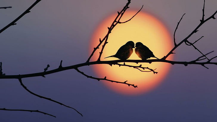 Love Bird Couple, sunset, bough, birds, romantic Free HD Wallpaper